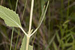 Semaphore thoroughwort